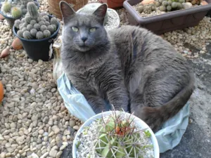 Gato raça SRD-ViraLata idade 6 ou mais anos nome Kemuri