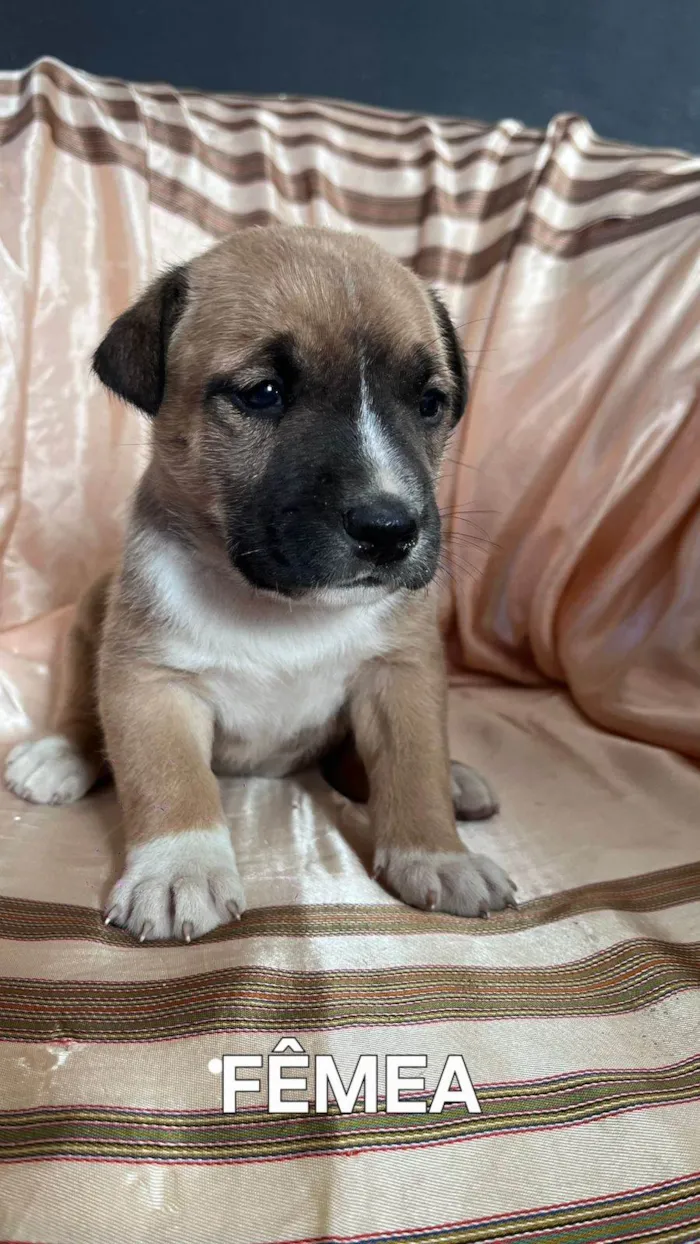 Cachorro ra a SRD-ViraLata idade Abaixo de 2 meses nome Sem nome