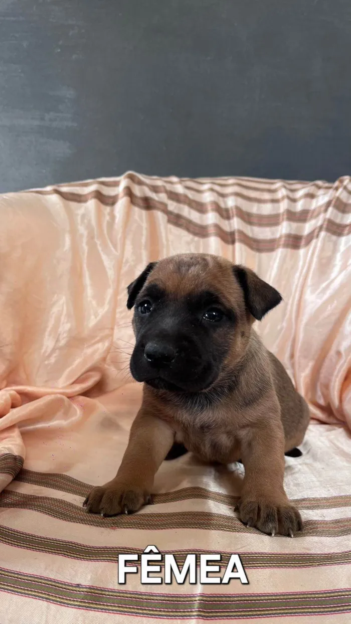 Cachorro ra a SRD-ViraLata idade Abaixo de 2 meses nome Sem nome