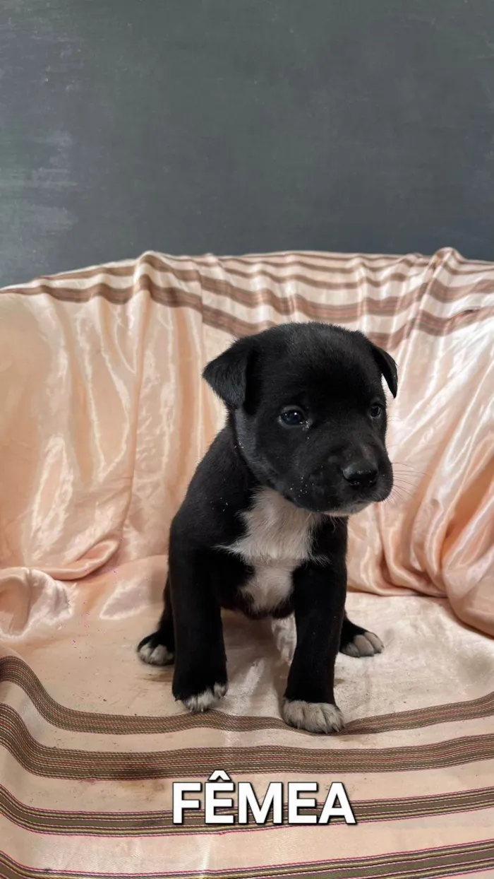 Cachorro ra a SRD-ViraLata idade Abaixo de 2 meses nome Sem nome