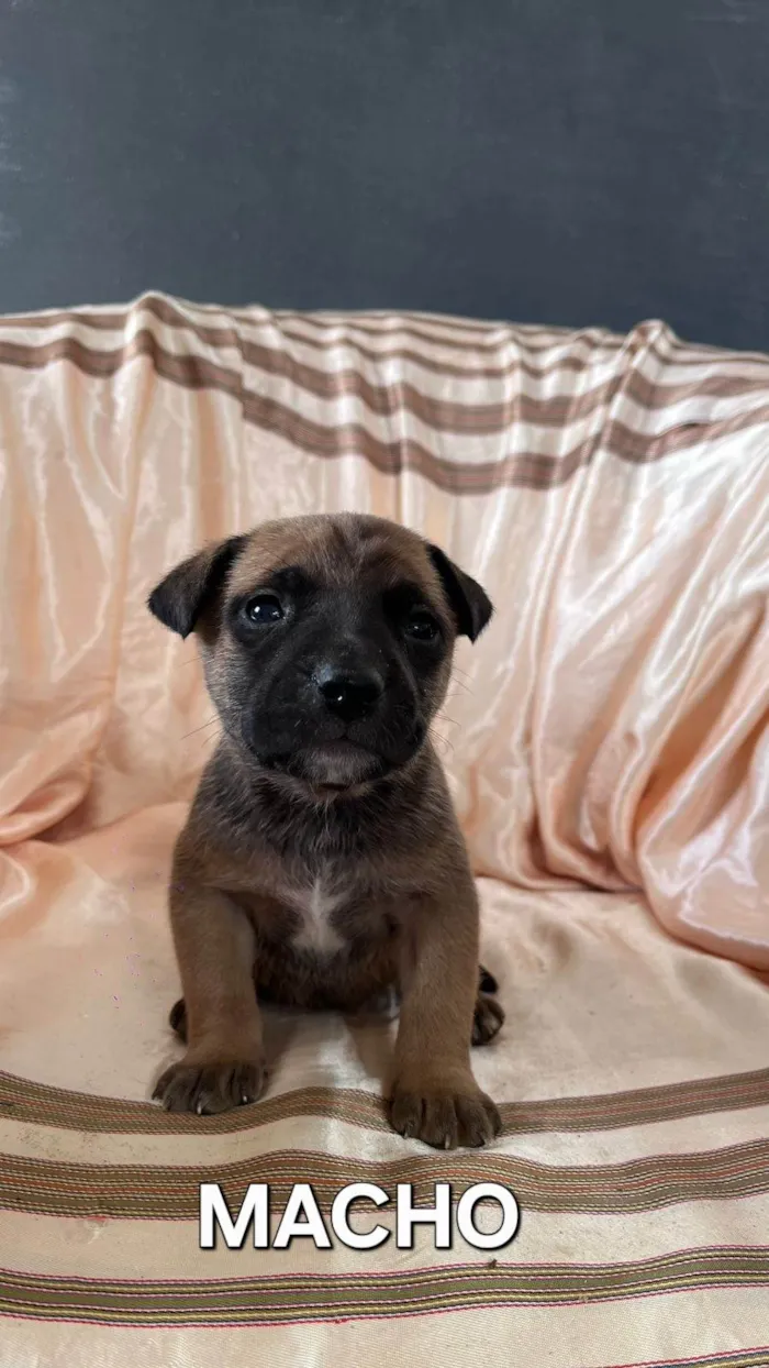 Cachorro ra a SRD-ViraLata idade Abaixo de 2 meses nome Sem nome