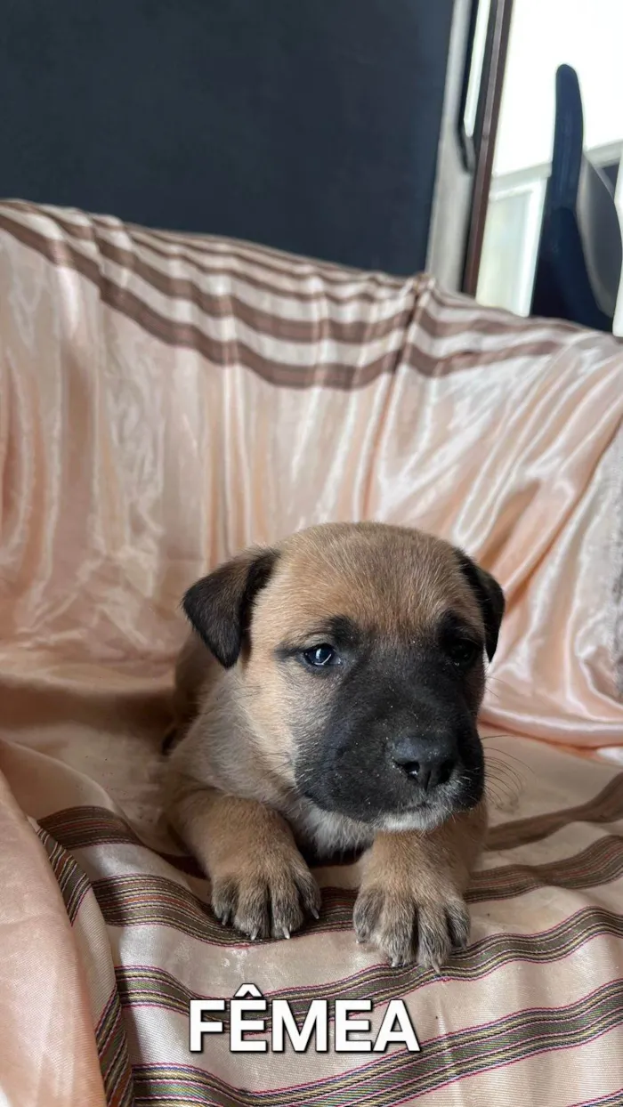 Cachorro ra a SRD-ViraLata idade Abaixo de 2 meses nome Sem nome