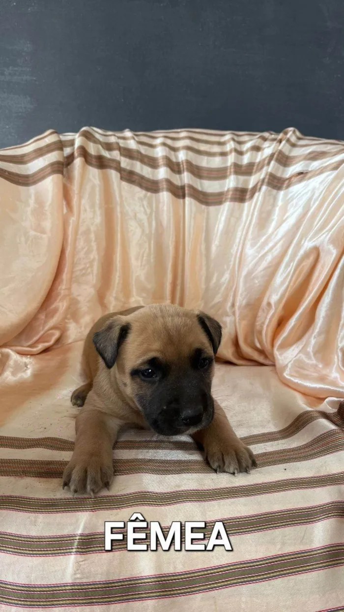 Cachorro ra a SRD-ViraLata idade Abaixo de 2 meses nome Sem nome