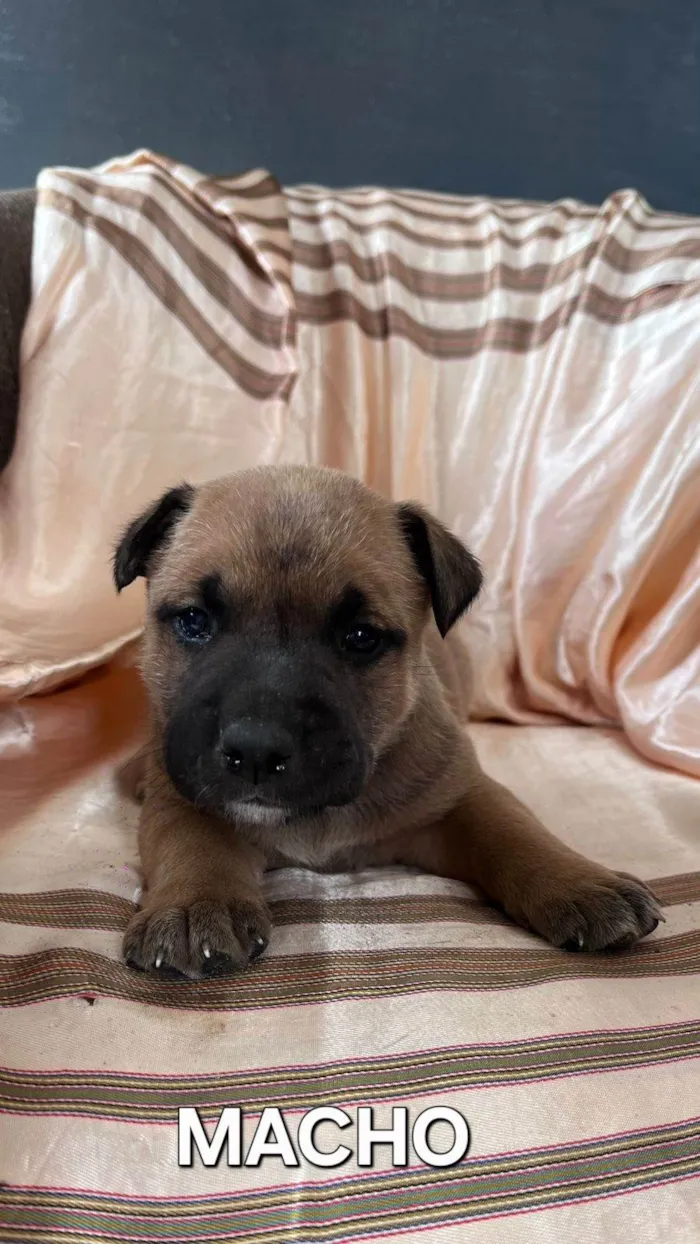 Cachorro ra a SRD-ViraLata idade Abaixo de 2 meses nome Sem nome