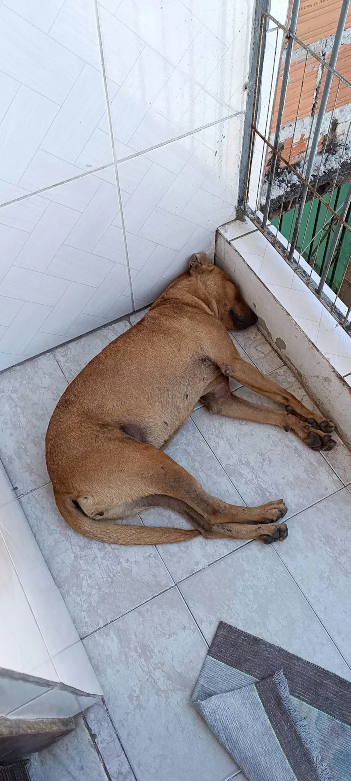 Cachorro ra a SRD-ViraLata idade 2 anos nome Mel