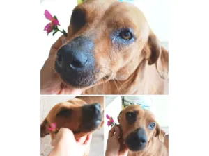Cachorro raça SRD-ViraLata idade 2 anos nome Mel