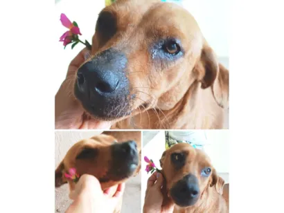 Cachorro raça SRD-ViraLata idade 2 anos nome Mel