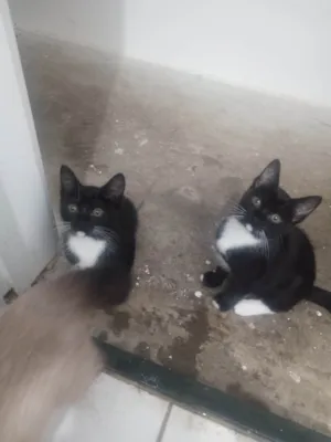 Gato raça SRD-ViraLata idade 2 a 6 meses nome Sem nomes 