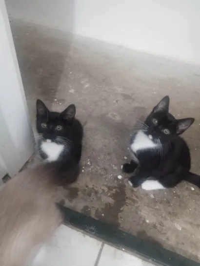 Gato raça SRD-ViraLata idade 2 a 6 meses nome Sem nomes 