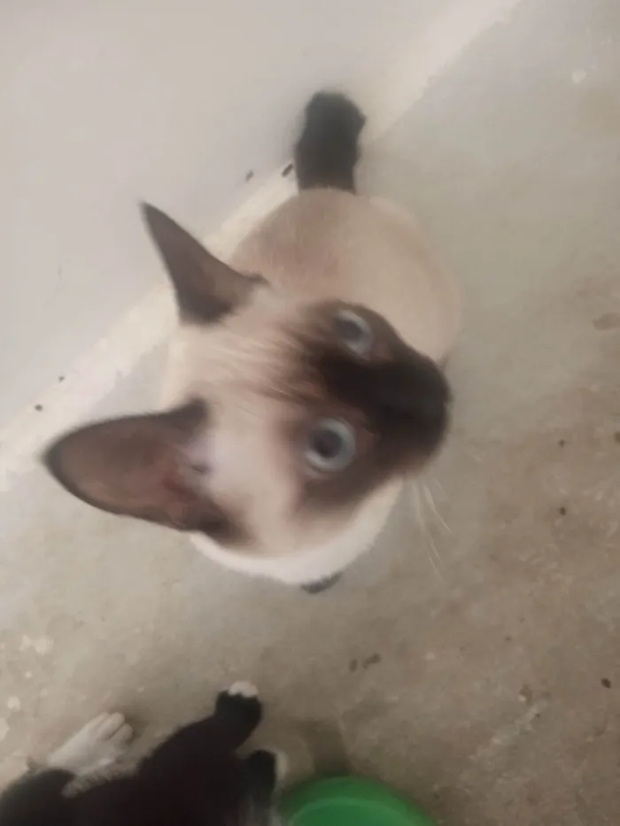 Gato ra a SRD-ViraLata idade 2 a 6 meses nome Sem nomes 