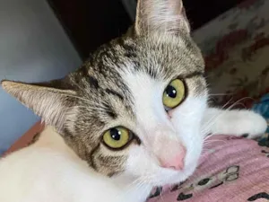Gato raça Exótico idade 7 a 11 meses nome Sem nome 