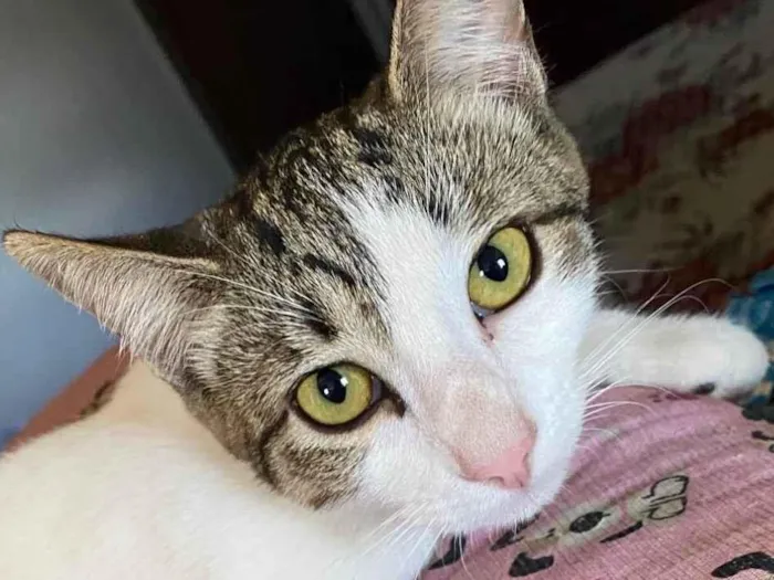Gato raça Exótico idade 7 a 11 meses nome Sem nome 