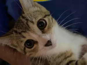 Gato raça Exótico idade 7 a 11 meses nome Sem nome 