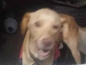 Cachorro raça Labrador idade 5 anos nome princesa 