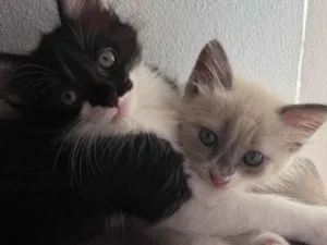 Gato raça SRD-ViraLata idade 2 a 6 meses nome Francisco e Theodoro