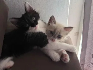 Gato raça SRD-ViraLata idade 2 a 6 meses nome Francisco e Theodoro