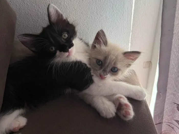 Gato ra a SRD-ViraLata idade 2 a 6 meses nome Francisco e Theodoro
