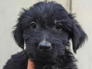 Cachorro raça SRD-ViraLata idade 2 a 6 meses nome Amoroso