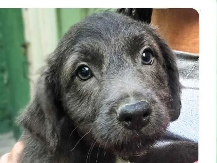 Cachorro ra a SRD-ViraLata idade Abaixo de 2 meses nome Charmoso 