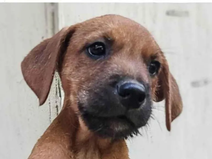 Cachorro ra a SRD-ViraLata idade 2 a 6 meses nome Caramelo 