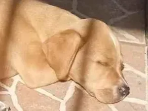 Cachorro raça SRD-ViraLata idade 2 a 6 meses nome Theo 