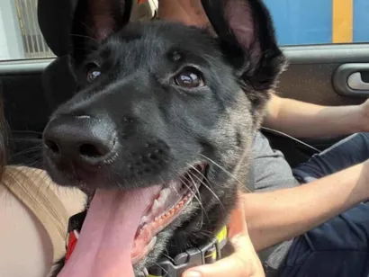 Cachorro raça Pastor Alemão idade 2 a 6 meses nome Atlas