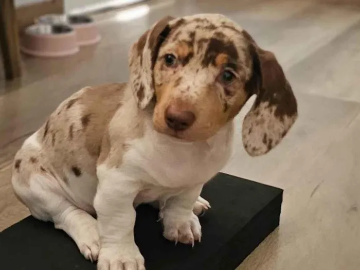 Cachorro raça Shitzu idade 2 a 6 meses nome Daily