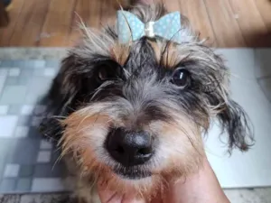 Cachorro raça SRD-ViraLata idade 6 ou mais anos nome Suzy