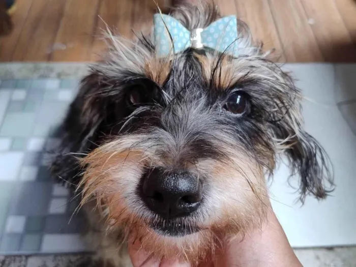 Cachorro ra a SRD-ViraLata idade 6 ou mais anos nome Suzy