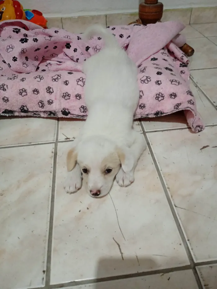 Cachorro ra a SRD-ViraLata idade 2 a 6 meses nome Leona