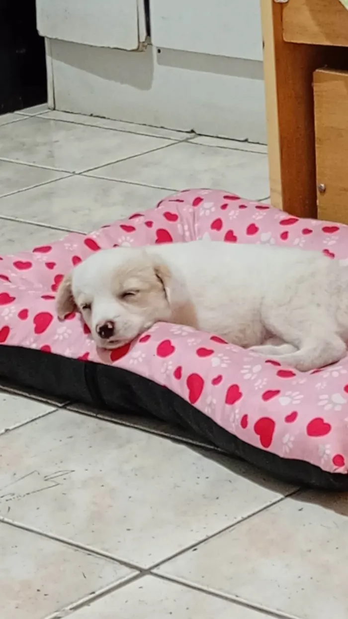Cachorro ra a SRD-ViraLata idade 2 a 6 meses nome Leona