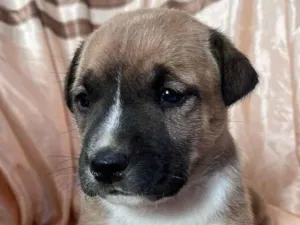 Cachorro raça SRD-ViraLata idade Abaixo de 2 meses nome Sem nome