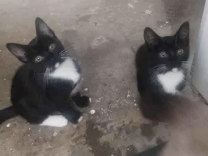 Gato raça SRD-ViraLata idade 2 a 6 meses nome Sem nomes 