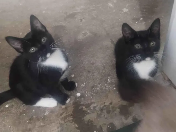 Gato ra a SRD-ViraLata idade 2 a 6 meses nome Sem nomes 