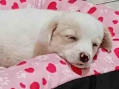 Cachorro raça SRD-ViraLata idade 2 a 6 meses nome Leona