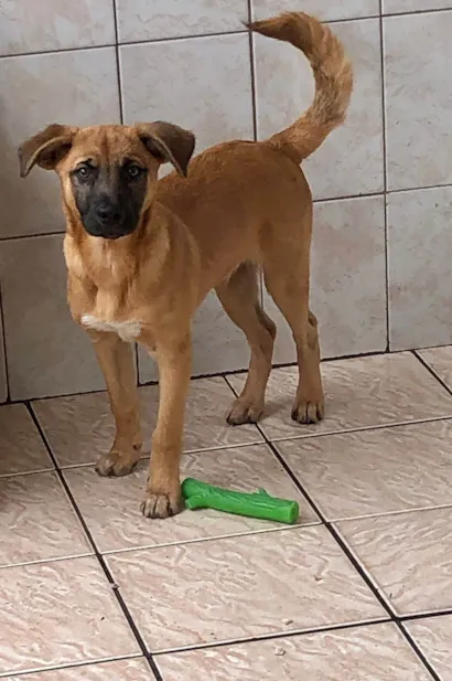 Cachorro raça SRD-ViraLata idade 2 a 6 meses nome Samuel Cirilo Dos Santos