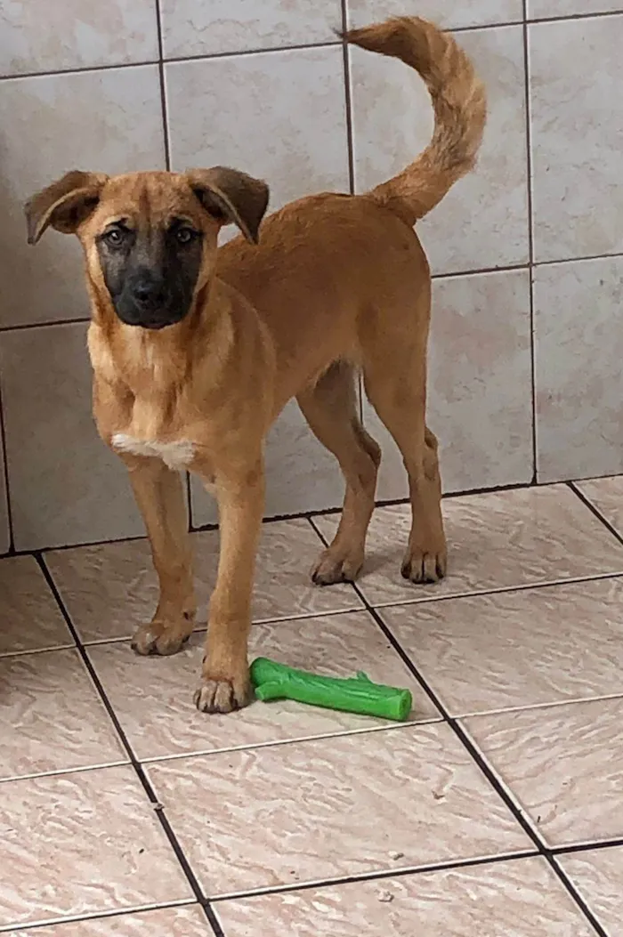 Cachorro ra a SRD-ViraLata idade 2 a 6 meses nome Samuel Cirilo Dos Santos