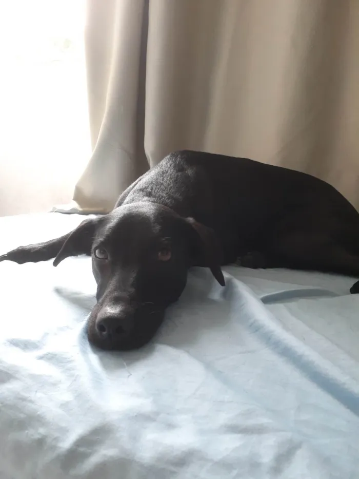 Cachorro ra a SRD-ViraLata idade 2 anos nome Jinx