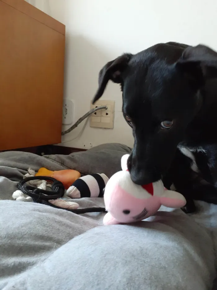 Cachorro ra a SRD-ViraLata idade 2 anos nome Jinx