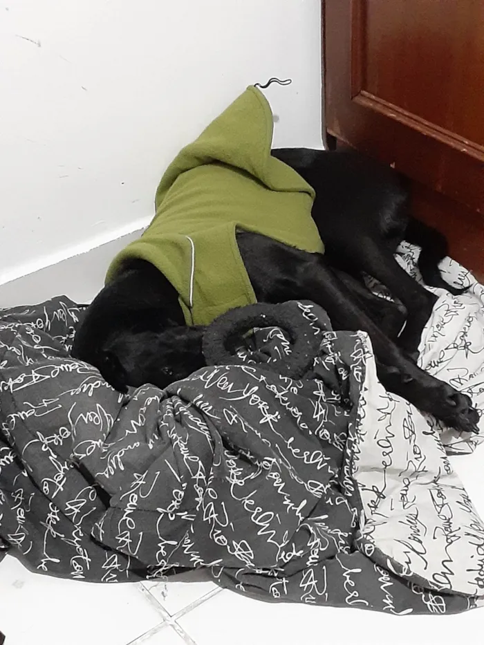 Cachorro ra a SRD-ViraLata idade 2 anos nome Jinx