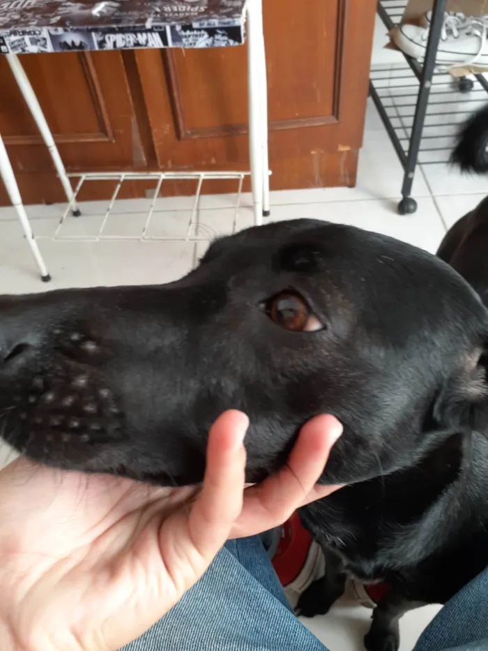 Cachorro ra a SRD-ViraLata idade 2 anos nome Jinx