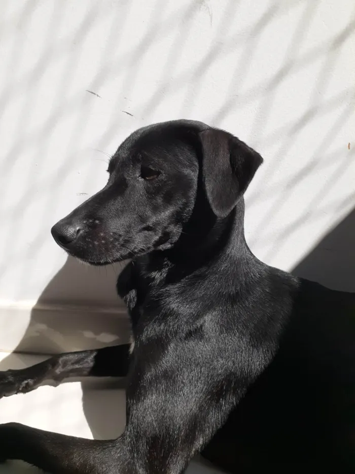 Cachorro ra a SRD-ViraLata idade 2 anos nome Jinx