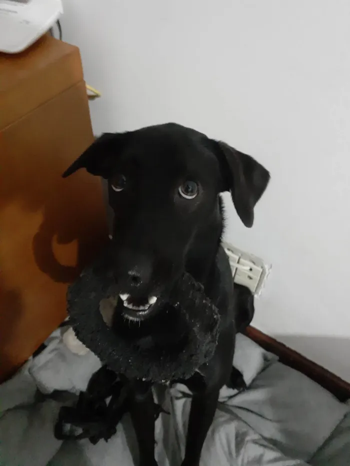 Cachorro ra a SRD-ViraLata idade 2 anos nome Jinx
