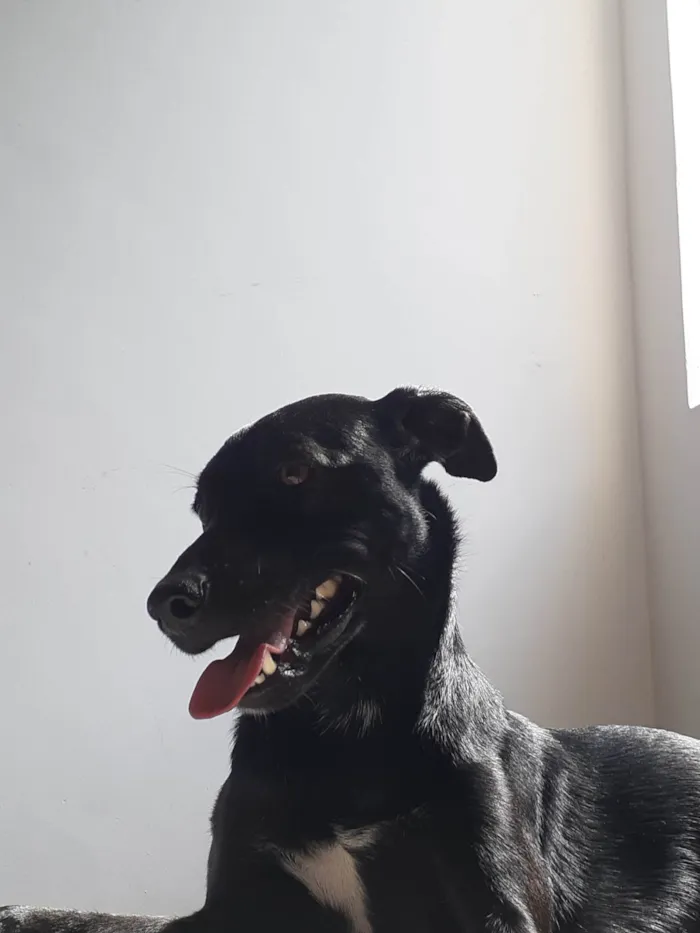 Cachorro ra a SRD-ViraLata idade 2 anos nome Jinx