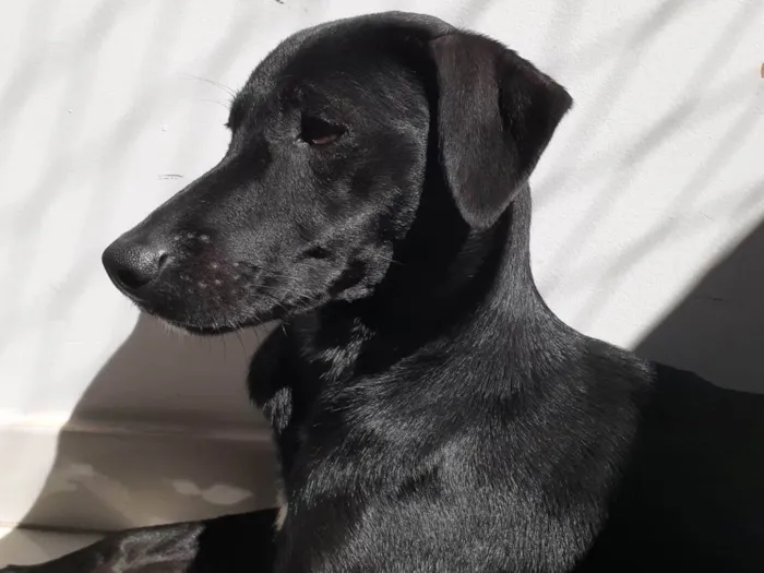 Cachorro ra a SRD-ViraLata idade 2 anos nome Jinx