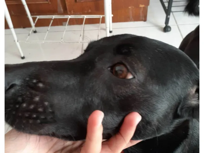 Cachorro ra a SRD-ViraLata idade 2 anos nome Jinx