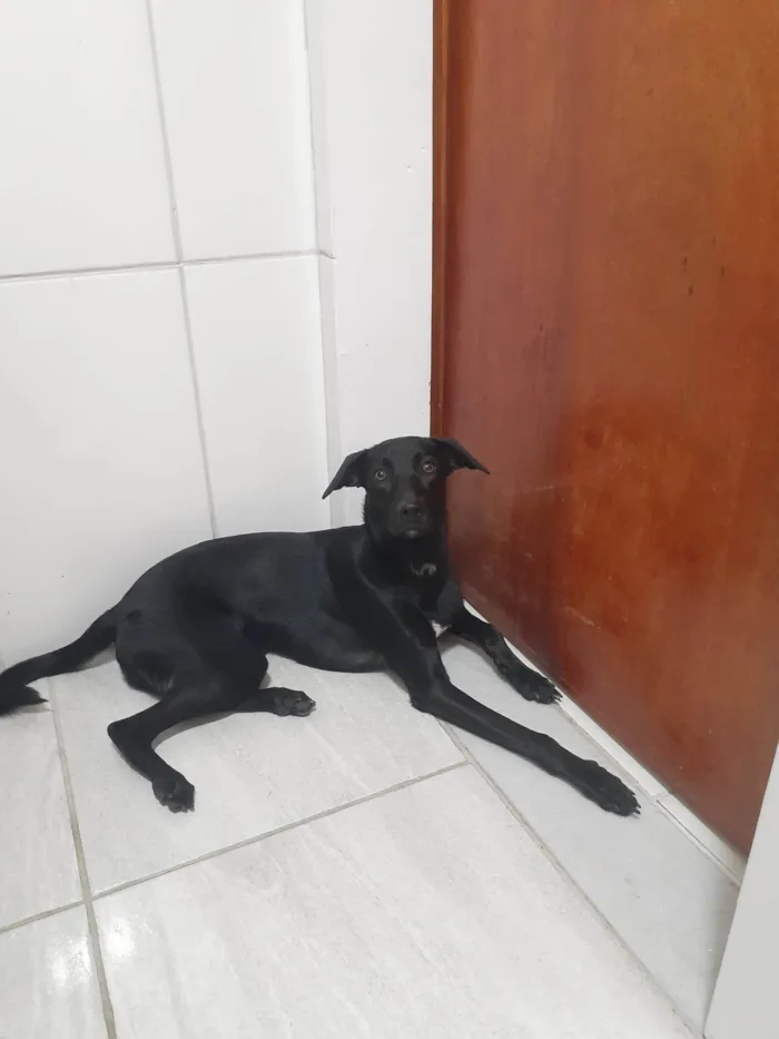 Cachorro ra a SRD-ViraLata idade 2 anos nome Jinx