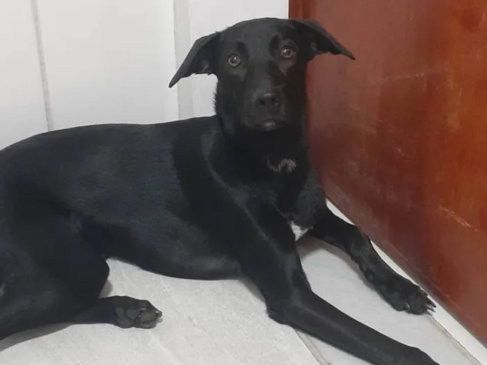 Cachorro ra a SRD-ViraLata idade 2 anos nome Jinx