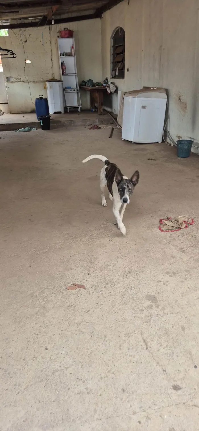 Cachorro ra a SRD-ViraLata idade 6 ou mais anos nome Beethoven 