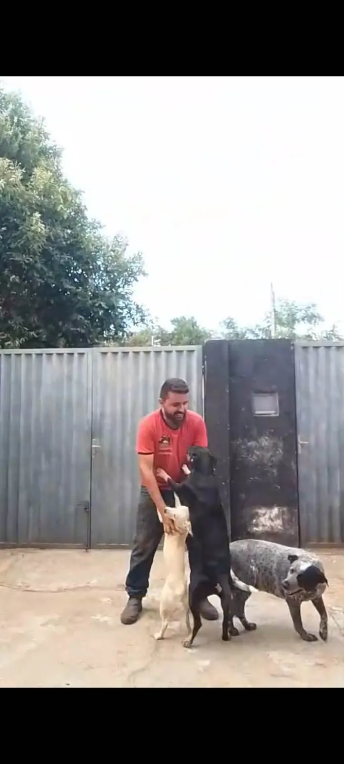 Cachorro ra a SRD-ViraLata idade 6 ou mais anos nome Mel e bombom